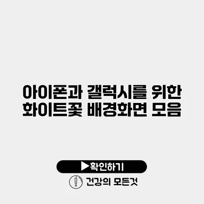 아이폰과 갤럭시를 위한 화이트꽃 배경화면 모음